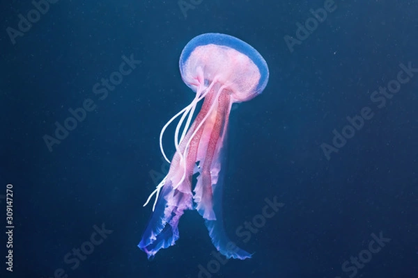 Obraz Pelagia noctiluca jellyfish on the ocean floor