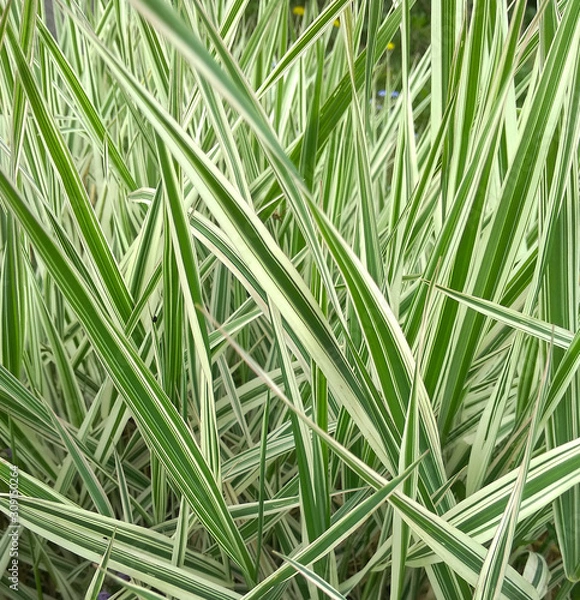 Fototapeta Striped green grass Variegated Sedge 'Ice Dance' (Carex morrowii, foliosissima) with dew drops. Decorative long grass, evergreen sedge with white and green striped foliage.