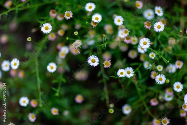 Obraz 路地に咲く花