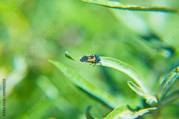 Fototapeta dragonfly on leaf