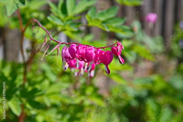 Fototapeta grasshopper on flower