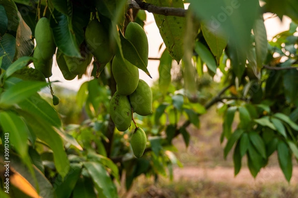 Fototapeta Green mangoes on the tree. Mango trees growing in a field in Asia. Mangoes fruit plantation. Delicious fruits are rich in vitamins.