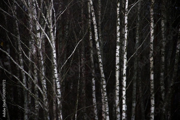Obraz birch trunks in forest