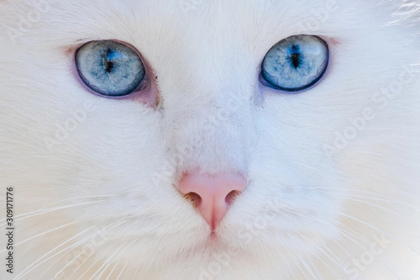Obraz portrait of long haired White cat with blue eyes looking at camera