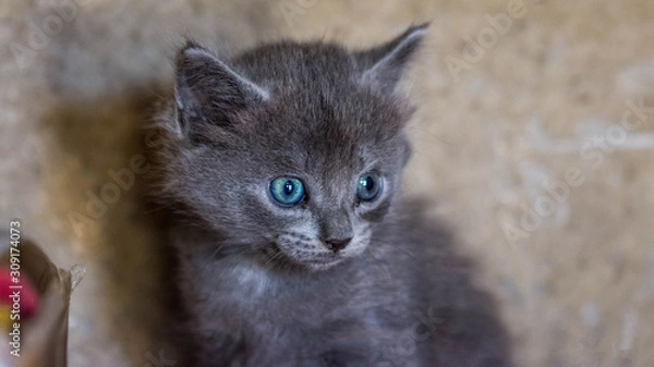 Obraz Adorable au premier regard....!