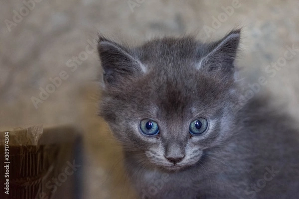 Obraz L'étonnement, voilà le secret...!