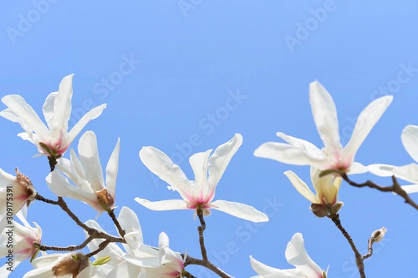 Fototapeta コブシの花　青空背景