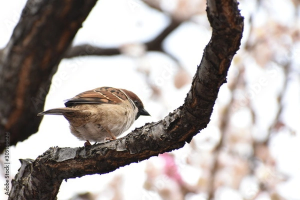 Fototapeta スズメと梅
