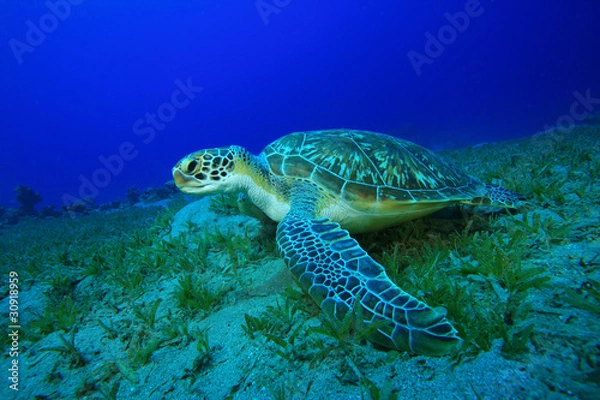 Obraz Green Sea Turtle (Chelonia mydas)