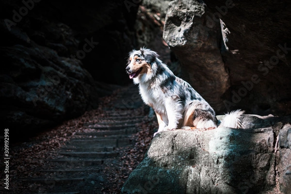Obraz Australian shepherd in Elbsandsteingebirge Germany Nature