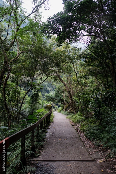 Fototapeta path in forest