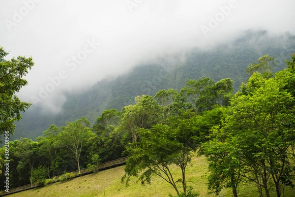 Fototapeta landscape with trees and clouds