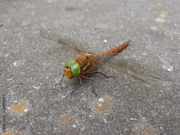 Obraz Dragonfly front view