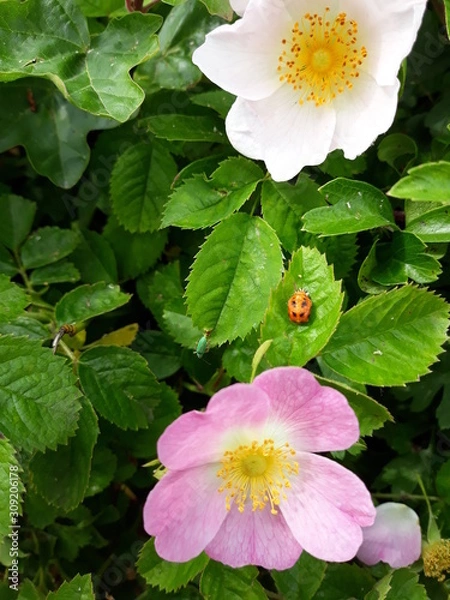 Obraz Flowers and bugs close up