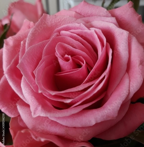 Obraz Single pink rose close up
