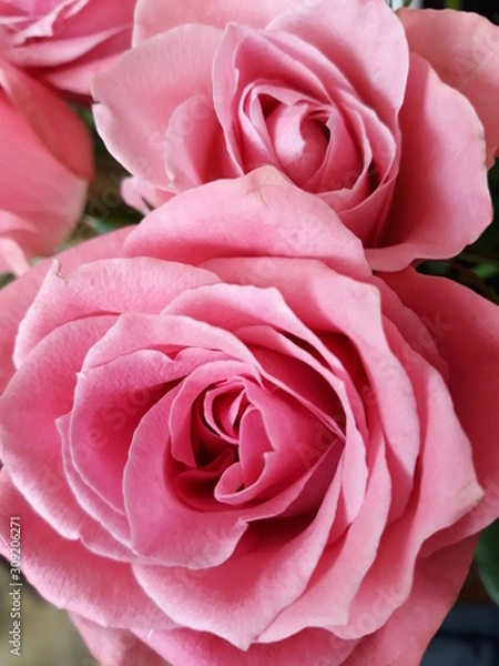 Obraz Two pink roses close up