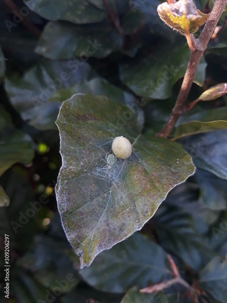 Obraz Spider protecting eggsack