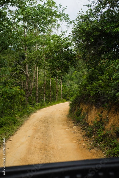 Obraz road in rubber tree plantation