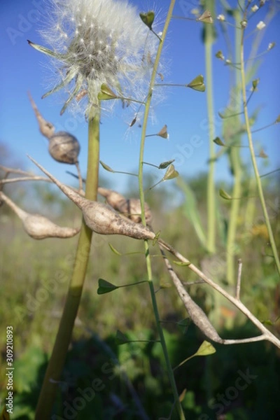 Fototapeta Wiesenblumen
