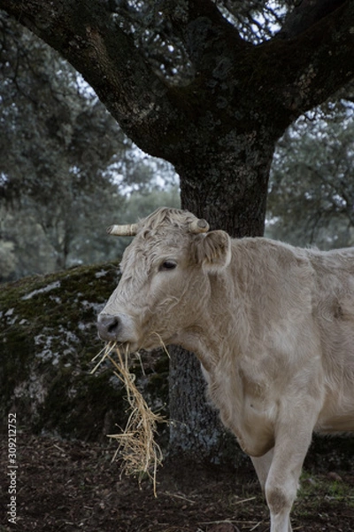 Obraz cow