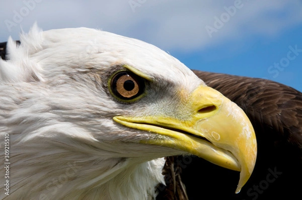 Obraz American Bald Eagle