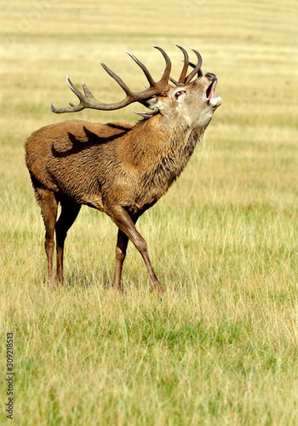 Obraz Red  Deer Bellowing