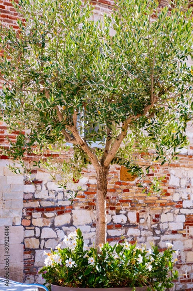 Obraz Young olive tree growing in a big flowerpot with blooming flowers on the street with red bricks wall on the background in Italy
