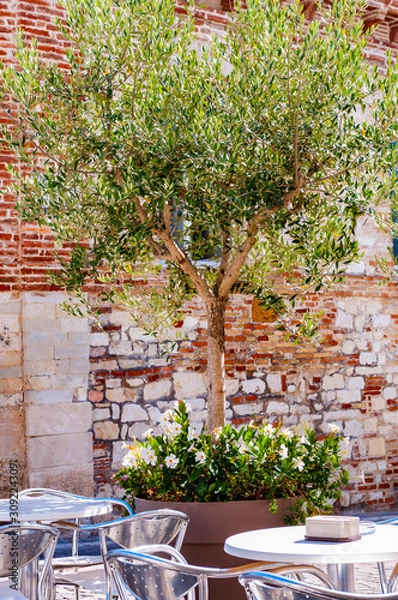 Obraz Young olive tree growing in a big flowerpot with blooming flowers on the street with red bricks wall on the background and metal tables and chairs standing outdoors on foreground in Numana