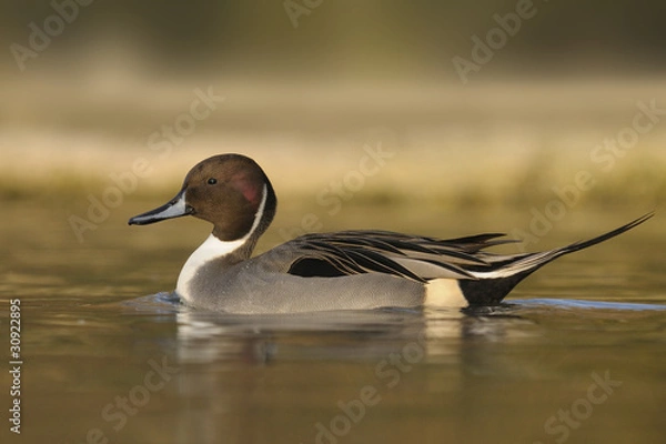 Obraz Northern Pintail,