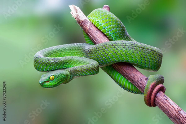 Fototapeta Wielkooka Pit Viper lub Trimeresurus macrops, piękny zielony wąż zwijany spoczywający na gałęzi drzewa z zielonym tłem, Tajlandia.