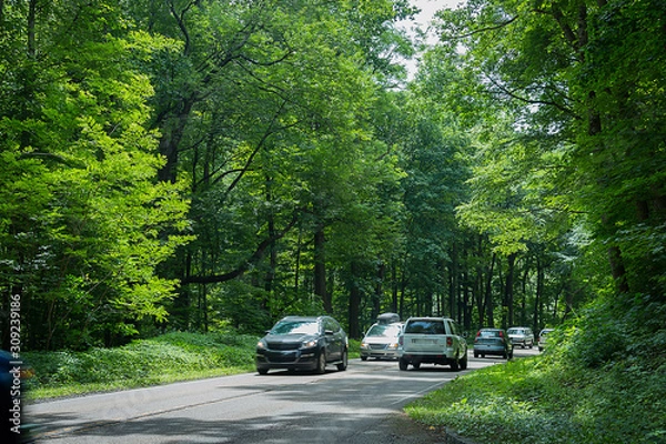 Obraz Tree Lined Travel