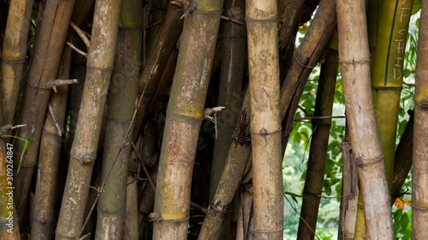 Obraz Bamboo tree closeup