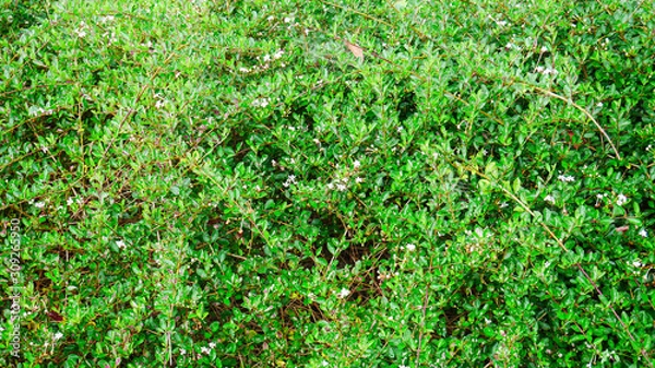 Obraz Green shrubs textured background