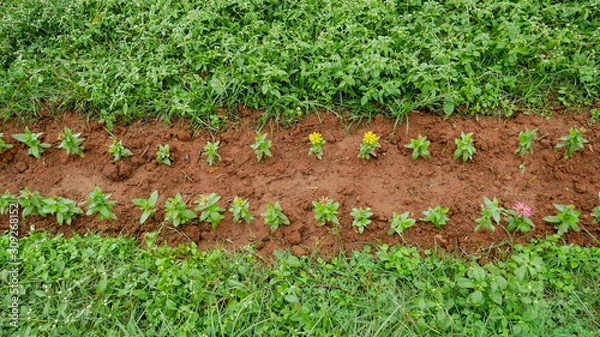 Obraz Small plants in rows in soil