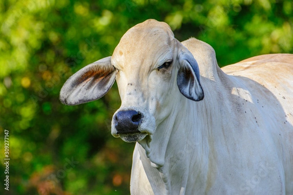 Obraz Brahman Heifer close-up of head, face and shoulders