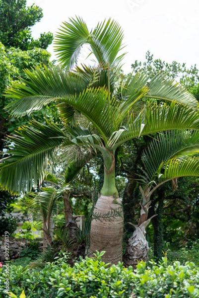 Fototapeta 波照間島の町並み