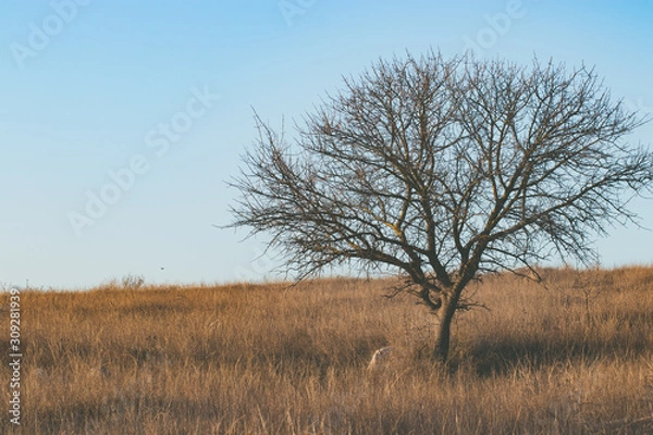 Fototapeta A lonely tree in a field of yellow grass
