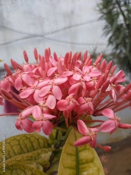 Obraz Beautiful pink flower.