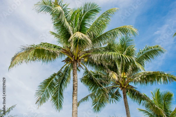 Fototapeta Coconut tree with the background of a blue sky