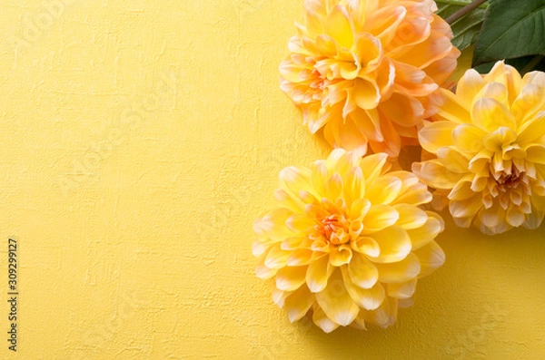 Obraz 黄色のダリアと黄色い背景