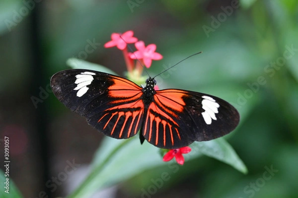 Obraz amazing butterfly with wings open