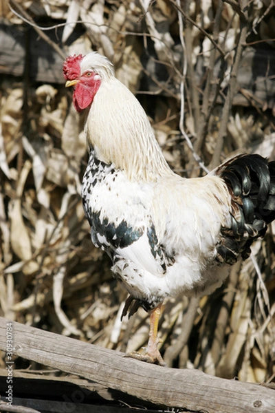 Obraz Сock stands on one leg