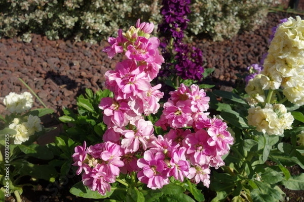 Obraz 冬に咲いたピンクのストックの花