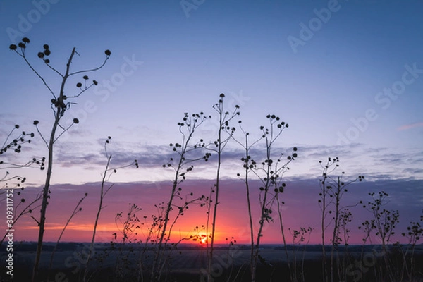 Obraz sunset in field
