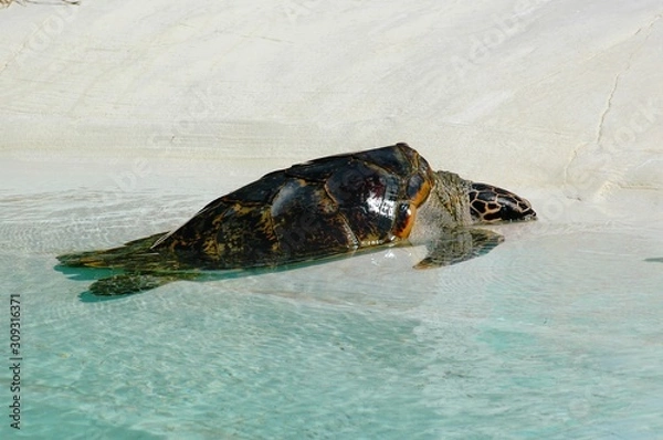 Obraz Sea Turtle on the Beach
