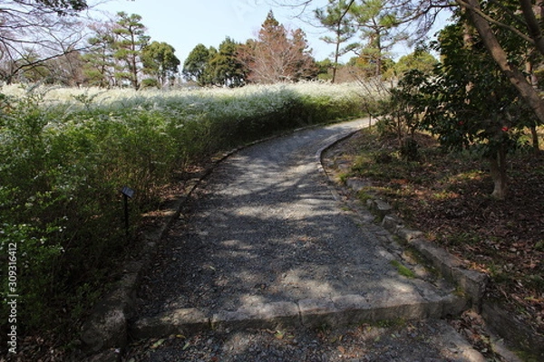 Fototapeta 雪柳と小径