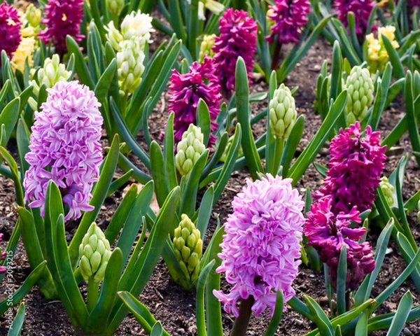 Fototapeta spring flowers