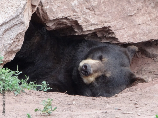 Obraz Bear taking a snooze