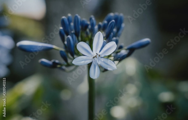 Obraz Flower close up