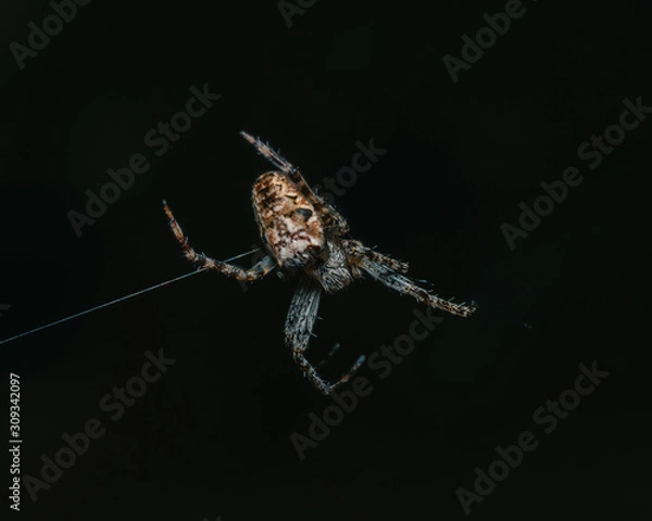 Fototapeta Close up of a spider